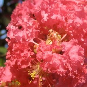 Meet your Posher, Kaylee